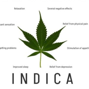 INDICA TOP SHELF