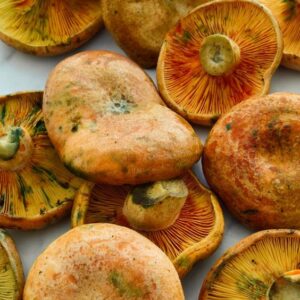 Buy Golden cap Shrooms online