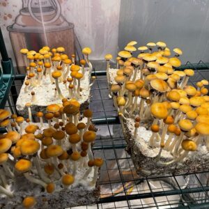 buy Albino Penis envy shrooms