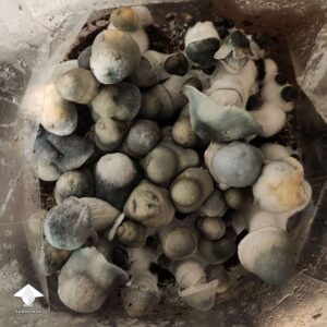 buy Magic Mushroom online