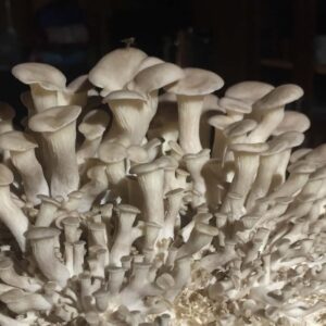 buy Keepers Creeper mushroom online