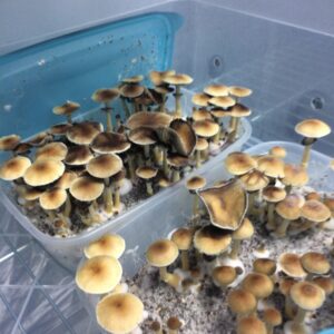 buy Huautla mushroom strain online