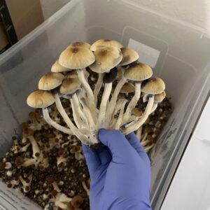 buy Mammoth mushroom online